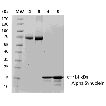 Alpha Synuclein Monomers (Type 2)