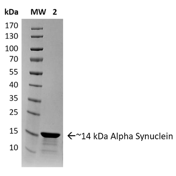 Alpha Synuclein Pre-formed Fibrils (Type 2)