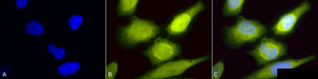 AHA1 Antibody