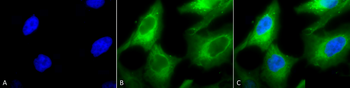 HSP90 Antibody