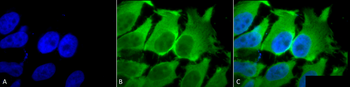 HSC70 (HSP73) Antibody