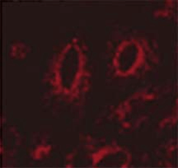 LAMP1 Antibody