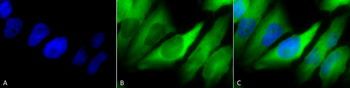 HSP90 alpha/beta Antibody