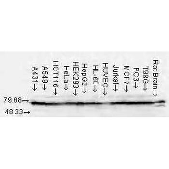HSP70/HSC70 Antibody