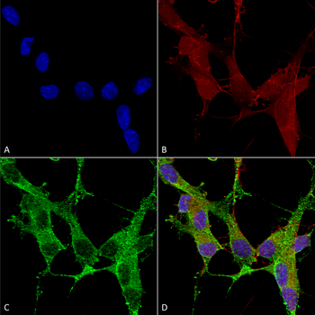 beta 4 Spectrin Antibody: PerCP