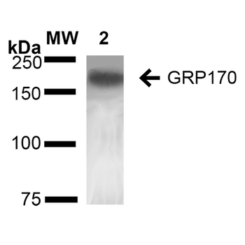 GRP170 Antibody (HRP)