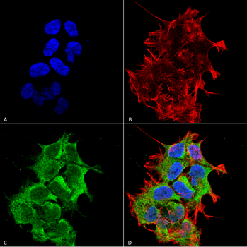 GRP170 Antibody (RPE)