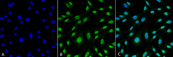 HO-1 (Rat) Antibody: HRP