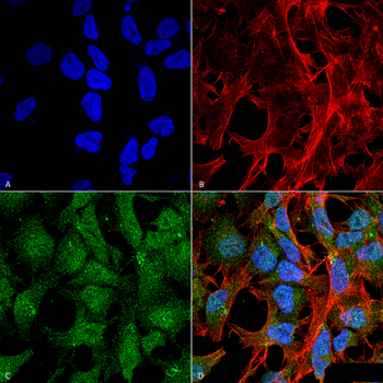 UVRAG Antibody: FITC