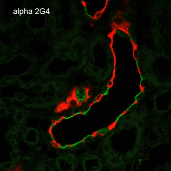 ENaC alpha Antibody: FITC
