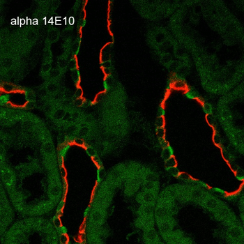 ENaC alpha Antibody: HRP