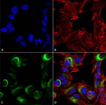 AMBRA1 Antibody
