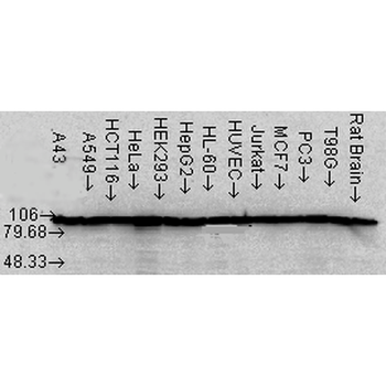 HSP90 alpha/beta Antibody (FITC)