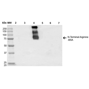 N-terminal Arginylation Antibody: HRP