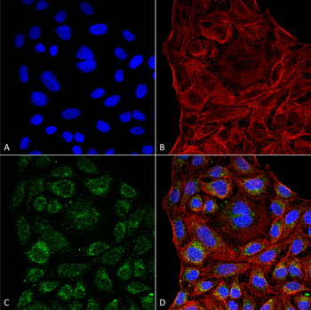 ERp57 Antibody: HRP