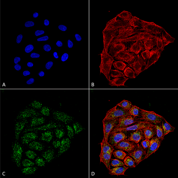 CD74 Antibody: HRP