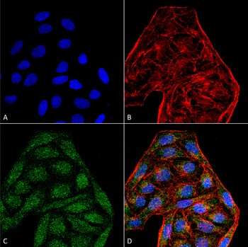 CD74 Antibody: HRP
