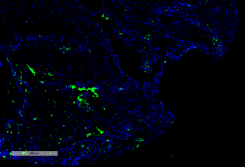 Citrulline Antibody: FITC