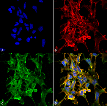 Citrulline Antibody: FITC