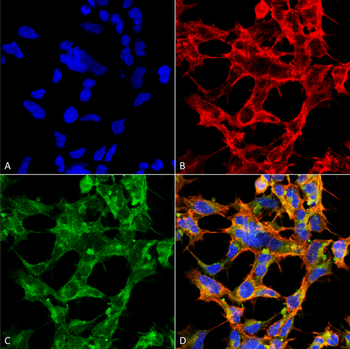 O-GlcNAc Antibody: HRP