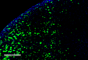 Hexanoyl-Lysine adduct Antibody: PerCP
