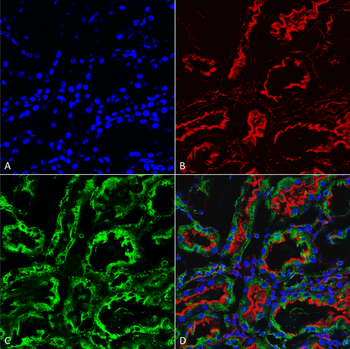 KDEL Antibody: FITC