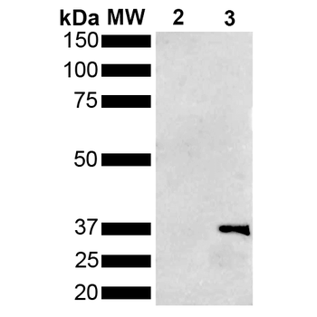 Metallothionein Antibody: APC