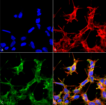 HSP70 Antibody (Acetyl Lys77): Biotin