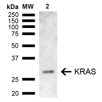 KRAS Antibody: HRP