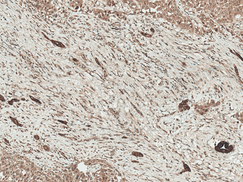 LRP1 Antibody: HRP