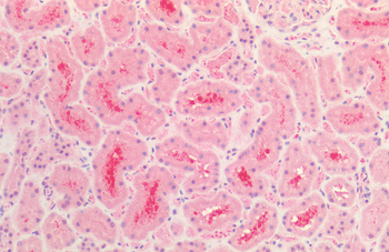 Tau Antibody: Biotin