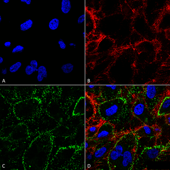HSP70 Antibody: Biotin