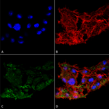 ATG7 Antibody: HRP