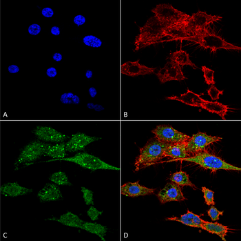 Rubicon Antibody: HRP