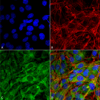 FNIP1 Antibody: Biotin