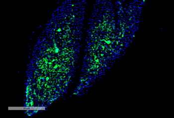 Thyroid Hormone Receptor Antibody: PerCP