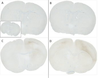 Alpha Synuclein Antibody (pSer129): APC