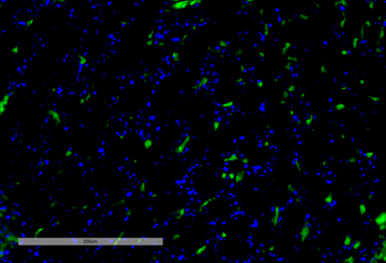 VPS35 Antibody: FITC