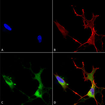 Cav1.2 Antibody
