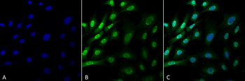 Ubiquitin Antibody: FITC