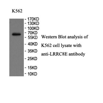 LRRC8E Rabbit Polyclonal Antibody