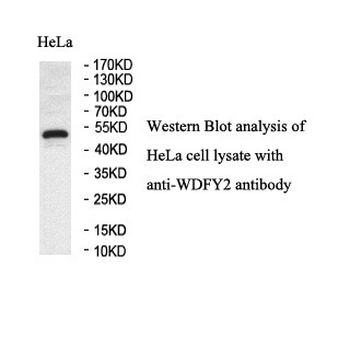 WDFY2 Rabbit Polyclonal Antibody