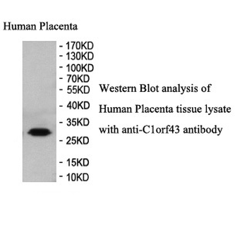 C1orf43 Rabbit Polyclonal Antibody