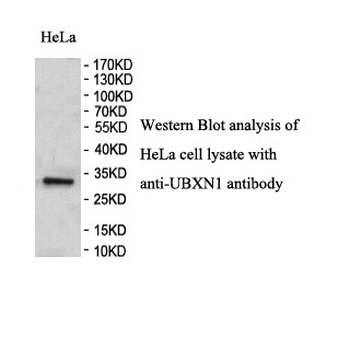 UBXN1 Rabbit Polyclonal Antibody