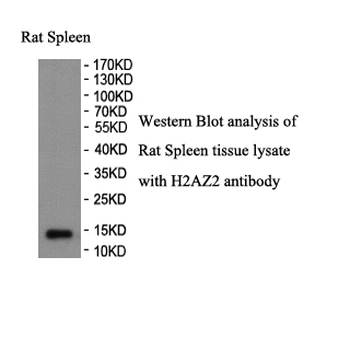 H2AFV Rabbit Polyclonal Antibody