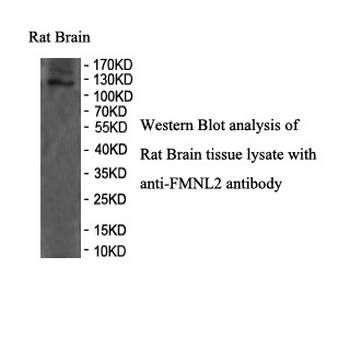 FMNL2 Rabbit Polyclonal Antibody