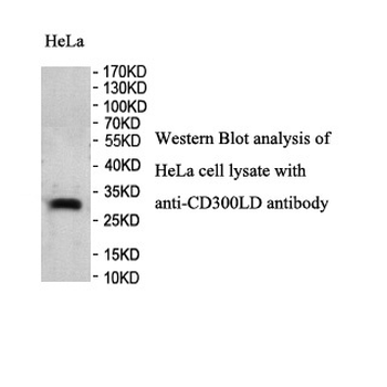 CD300LD Rabbit Polyclonal Antibody