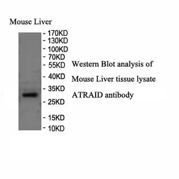 C2orf28 Rabbit Polyclonal Antibody