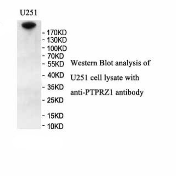 PTPRZ1 Rabbit Polyclonal Antibody