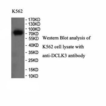 DCLK3 Rabbit Polyclonal Antibody